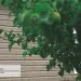 Сайдинг Ю-Пласт TIMBERBLOCK Пихта (Тимберблок) Cахалинская купить в Орле
